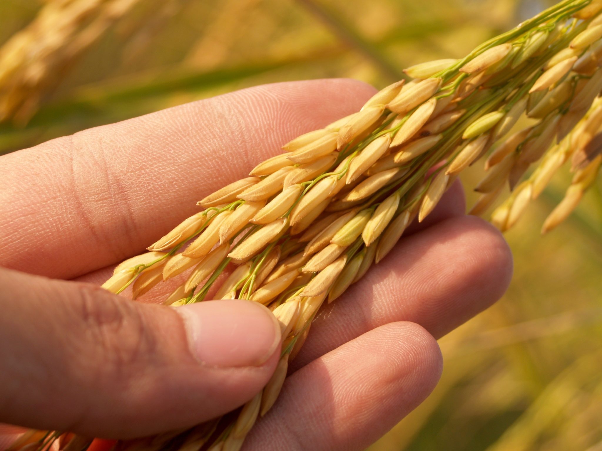 paddy-seed-crop-pranasaara