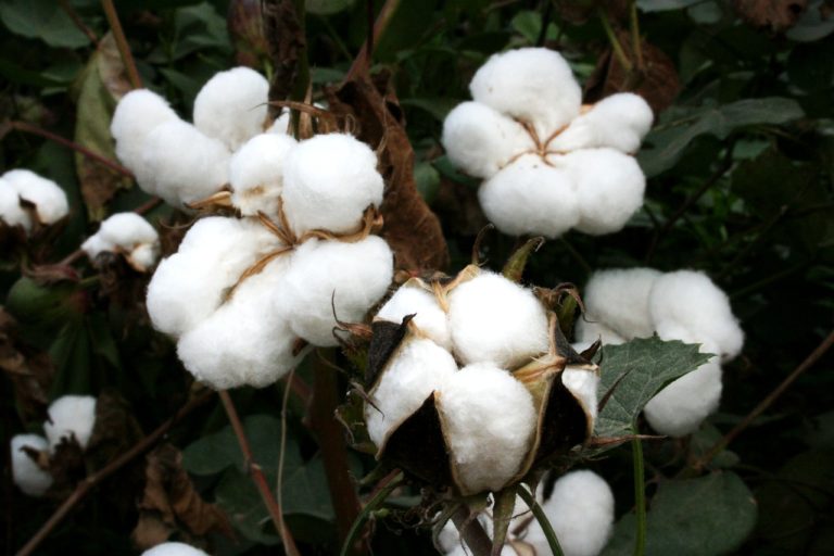 Cotton – Pranasaara